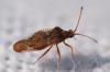 Physatocheila dumetorum